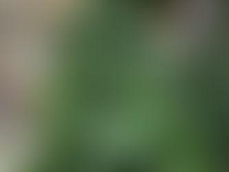 🎄🎄Christmas Tree's available to buy online 🎄🎄