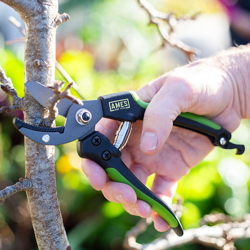 Thumbnail: Anvil Pruner