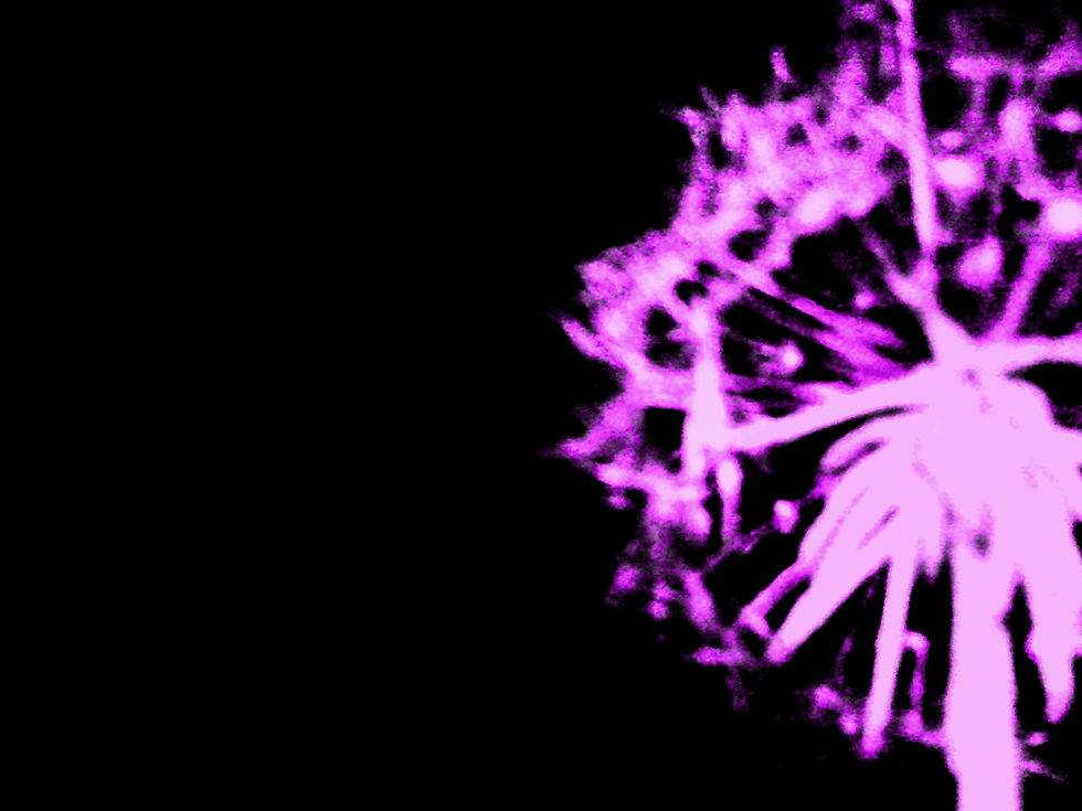 "Dandelion 7" Wall Peel Image