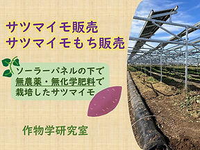 作物学研究室_画像 - 野澤美月_page-0001.jpg