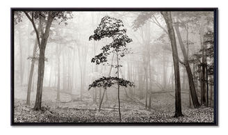 Maple tree growth in Dundas Valley, Hamilton, Ontario, by Janusz Wrobel