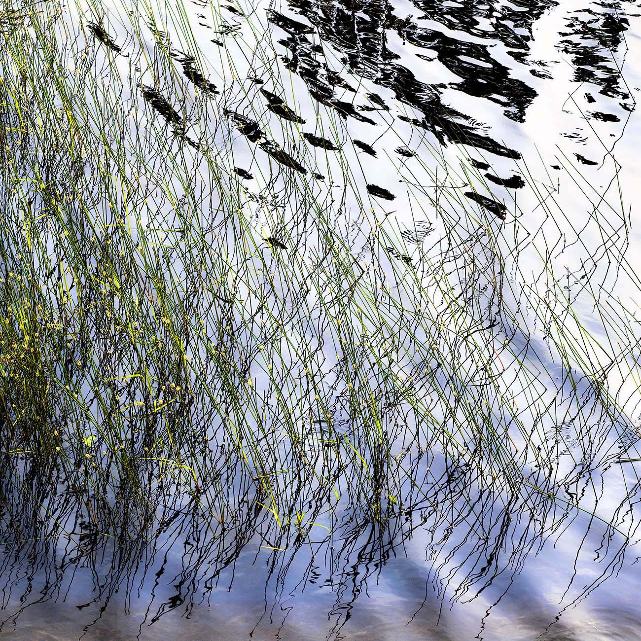 Grassy Shoreline
