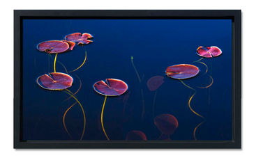 Water Lily portrayed in Janusz Wrobel's art photograph.