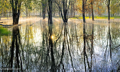 Spring sunrise in a flooded forest at Notawasega River in Ontario