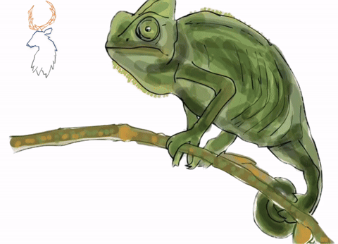 Chameleon.gif