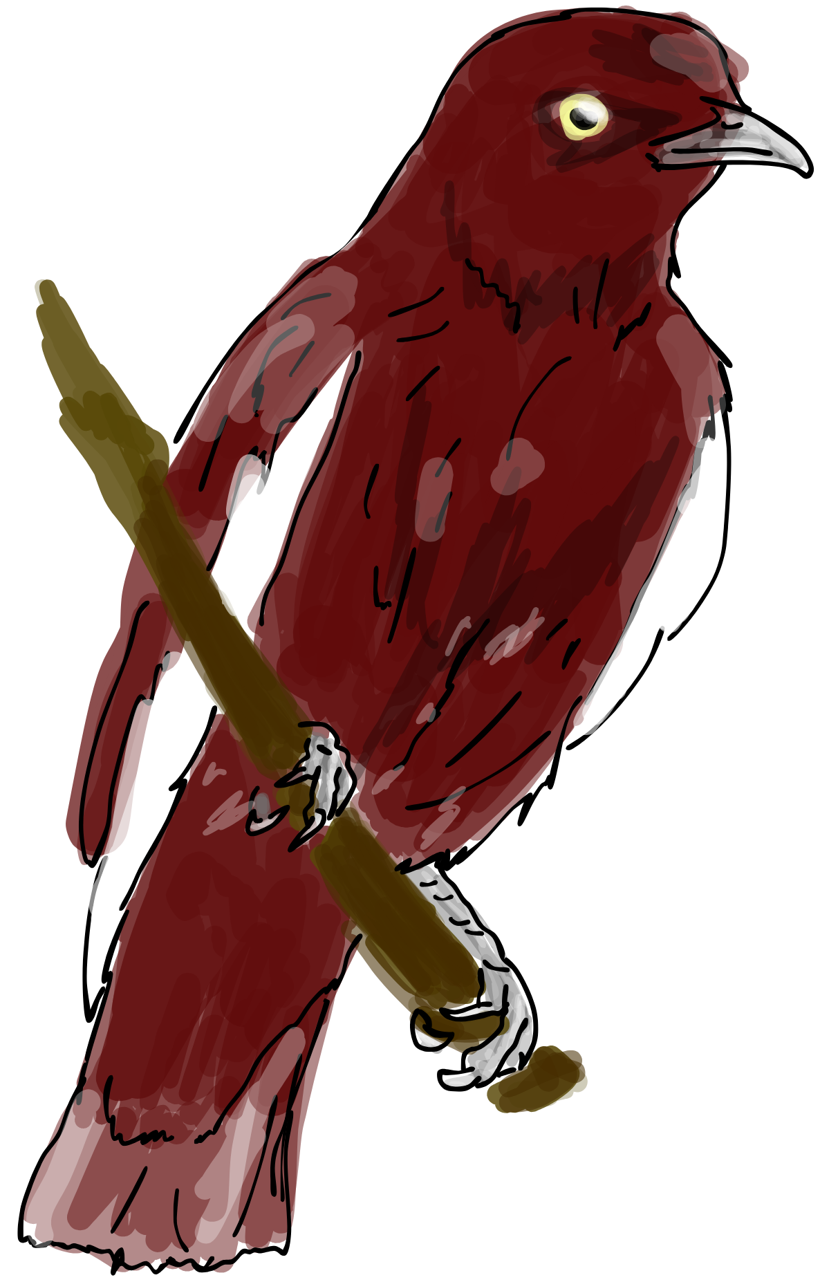 Cotinga Vinotinto.png