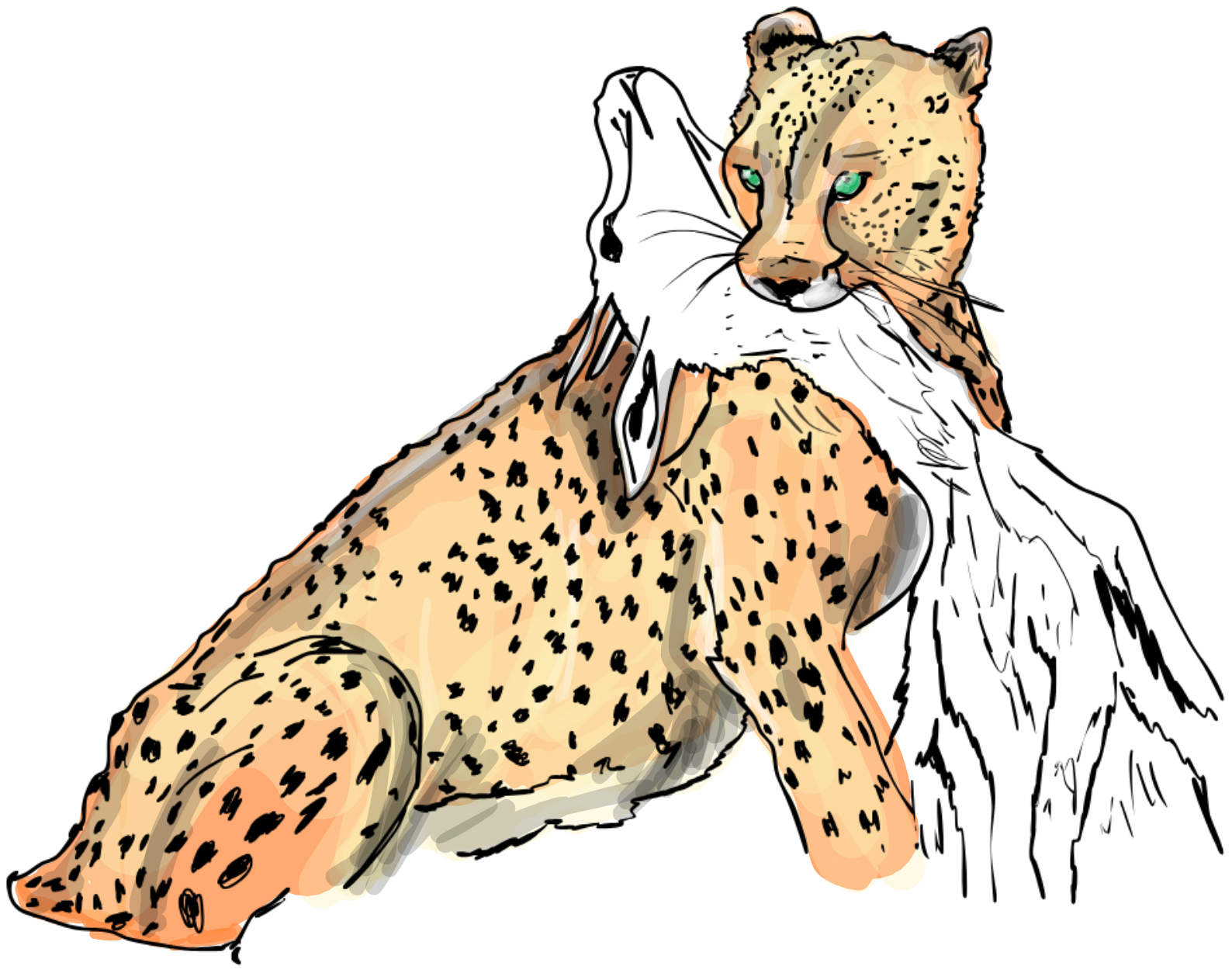 Cheetah Prey C.png