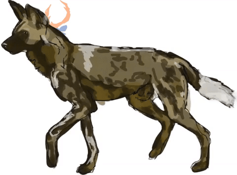 gif (1).gif