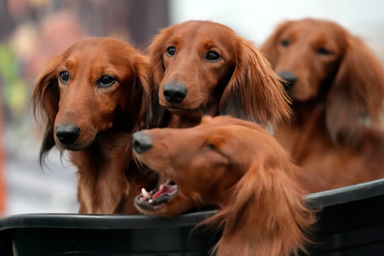 Four dachshunds wait in a basket of breeders at a dog show in Dortmund, Germany, Friday, Nov. 8, 2024. (AP Photo/Martin Meissner, File)