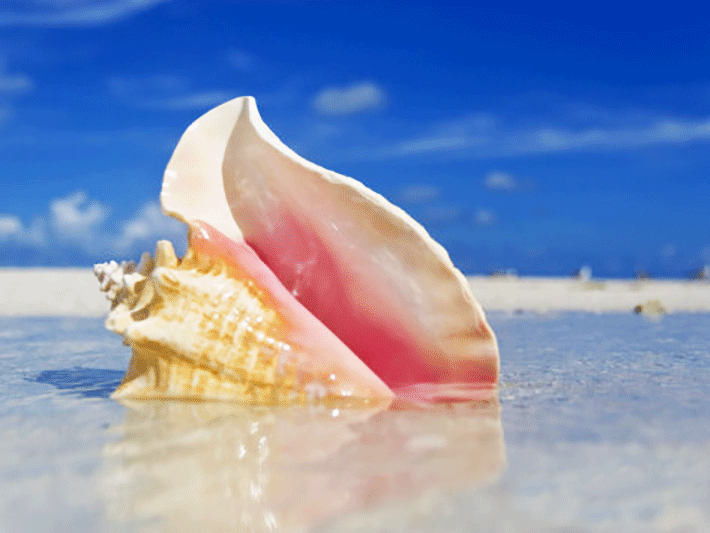 mike-theiss-queen-conch-shell-in-shallow