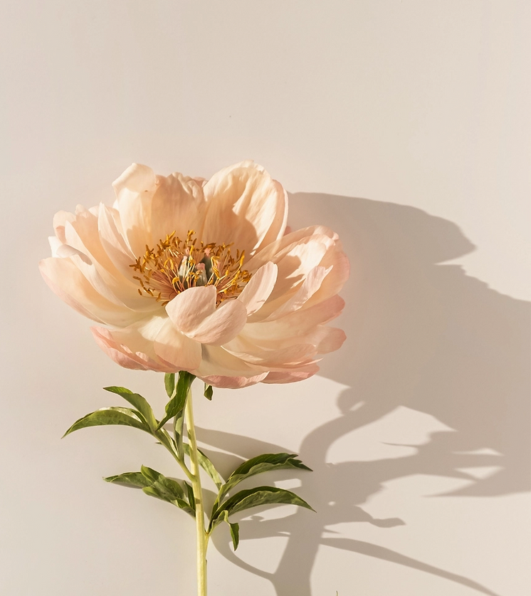 Beige Minimalist International Women's Day Instagram Post  (2)_edited.png