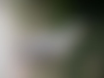 Grey heron standing at the water's edge against a soft green background, photographed with a Tokina reflex lens
