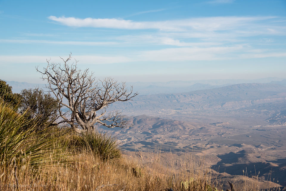 A gnarled and petrified tree still holds vigil along the edge of the Southwest Rim.