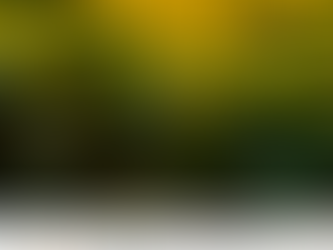 Soja cai no mercado brasileiro após quedas do dólar e do preço em Chicago