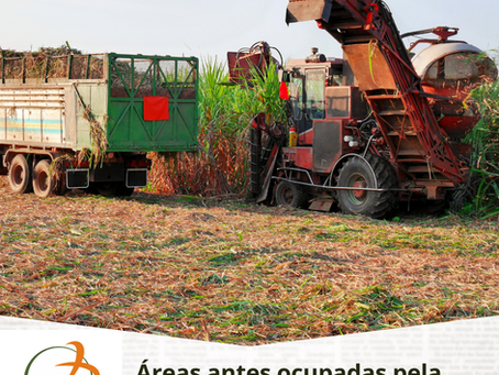 Áreas antes ocupadas pela cana ganham espaço para a pecuária no Nordeste