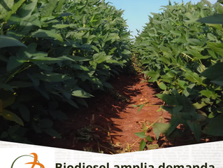 Biodiesel amplia demanda pela soja e abre novas frentes para processamento e geração de valor no Brasil