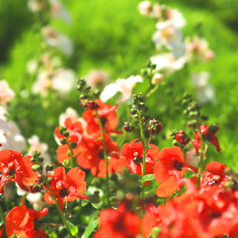 Wild Flowers