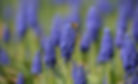 honey bee on lupine