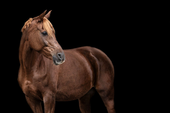 Braunes Pferd vor schwarzem Hintergrund