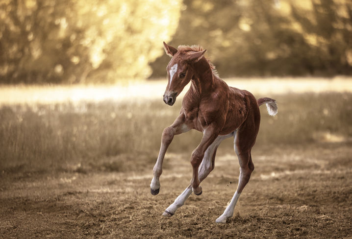 Fohlen auf einer Wiese