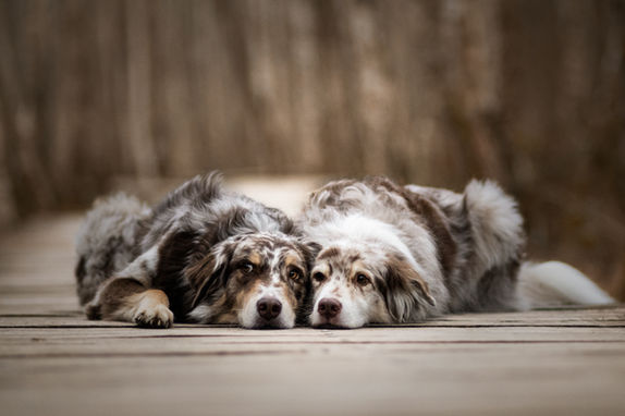 Hundeshooting