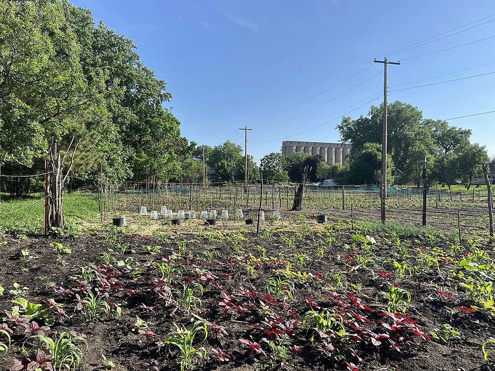 Sunny community garden with rows of young plants, trellises, and power lines beside trees and a silo-like building under blue sky.