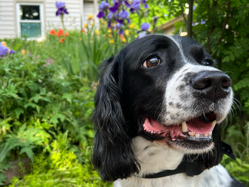 A black and white dog (Snoopers) with tongue out, sits in a lush garden with purple flowers and a house in the background, conveying a joyful mood.