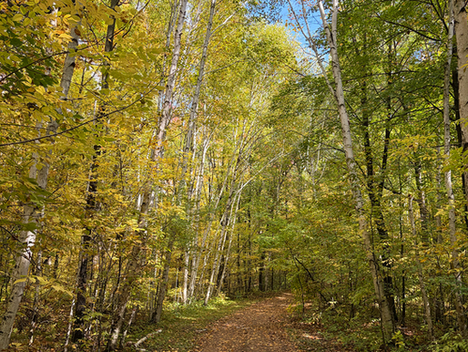 Autumn forest trail lined with white birch trees and yellow-green leaves under a clear blue sky, peaceful and empty.