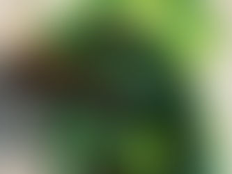 Green gecko with detailed scales clings to a textured wall. Bright colors and sunlight highlight its vivid patterns and intricate eyes.