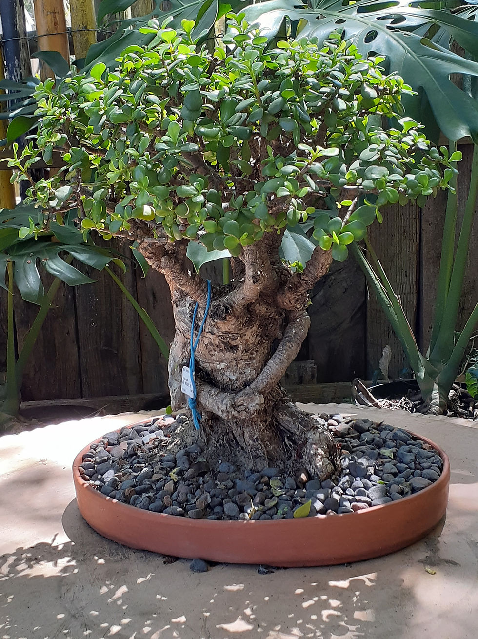 Wise Owl Lifestyle – 2024 Environmental Calendar