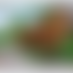 Free range chicken picking at the ground