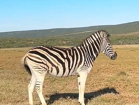 a Burchell's Zebra, photographed at Addo Elephant Park