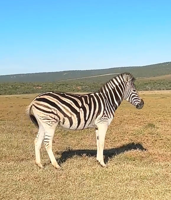 a Burchell's Zebra, photographed at Addo Elephant Park