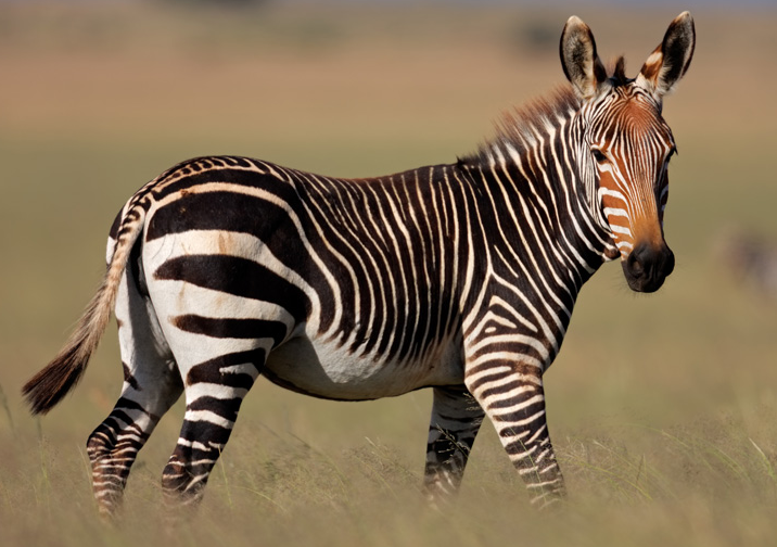 A zebra with bold black-and-white stripes stands on a grassy plain. The background is blurred, highlighting a sunny, natural setting.