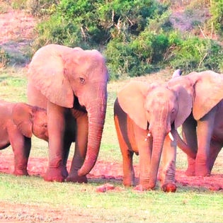 A small herd of Addo elephants