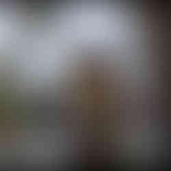 A bird sitting on a branch of a tree