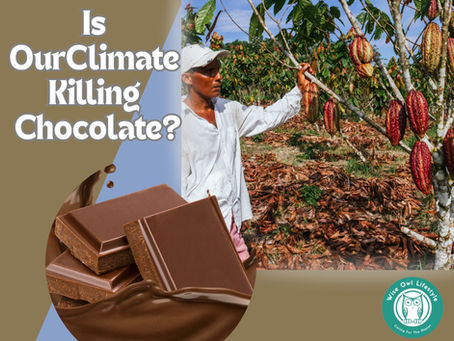 Farmer examines cacao pods on a tree in a plantation. Chocolate bars and text ask if climate change threatens chocolate. Wise Owl Lifestyle logo. Illustrating the relationship between climate change and chocolate