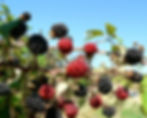 Blackberries and red berries on a thorny branch. Green leaves and blue sky in the background create a vibrant, natural setting.