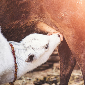 A calf suckling on mother