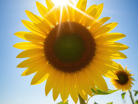 The Healing Power of Sunflowers in Nature and Wellness