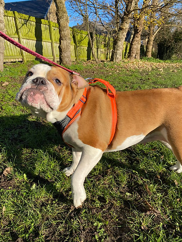A brown and white bulldog looking at the camera with a field, trees and fence in the background.