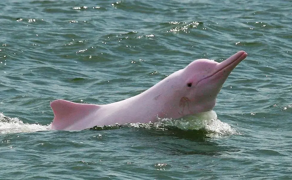 conoce-mas-sobre-el-delfin-rosado (1).webp