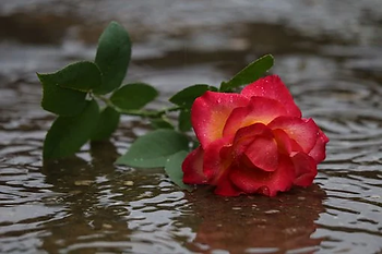 red rose in a puddle