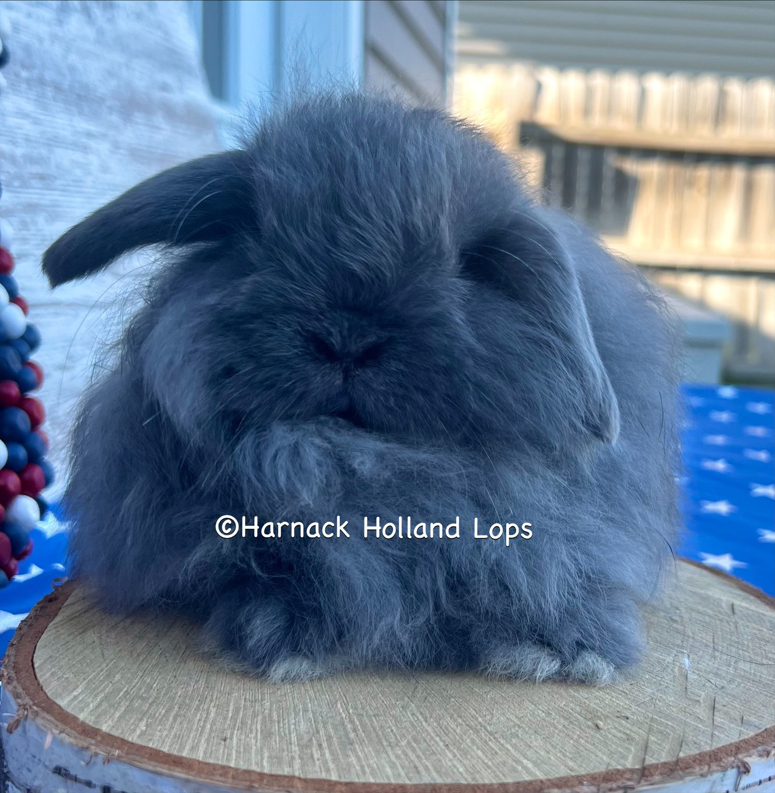 Fuzzy Holland Lop Blue Male $200