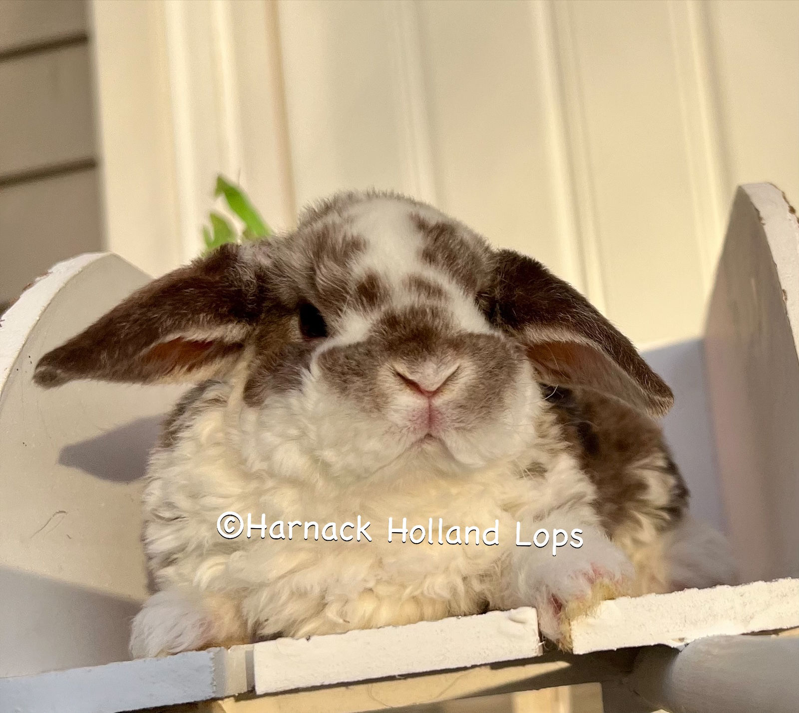 European Mini Plush Lop Chocolate Marten Female $250