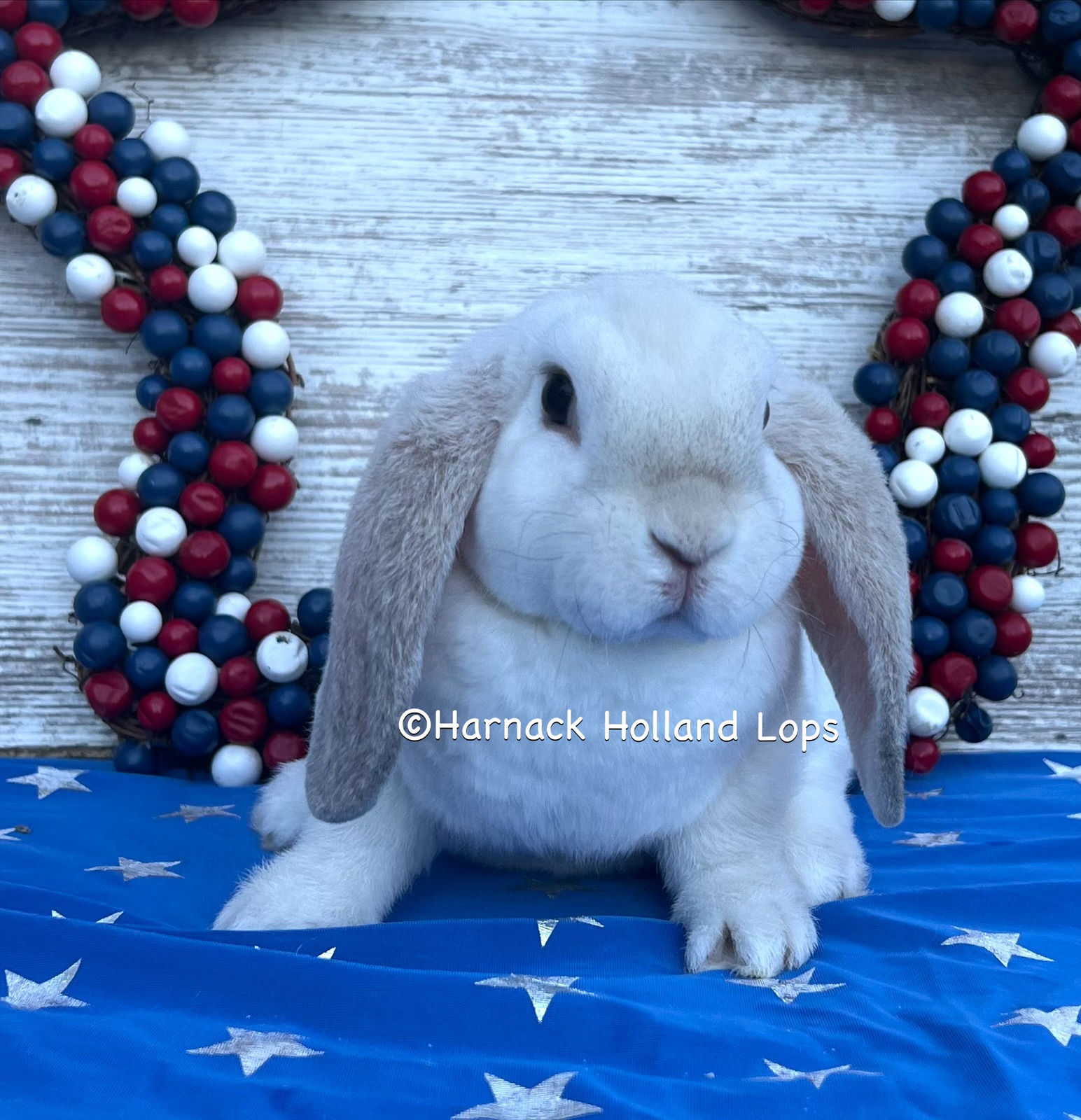 European Mini Plush Lop Frosted Lilac Female $250