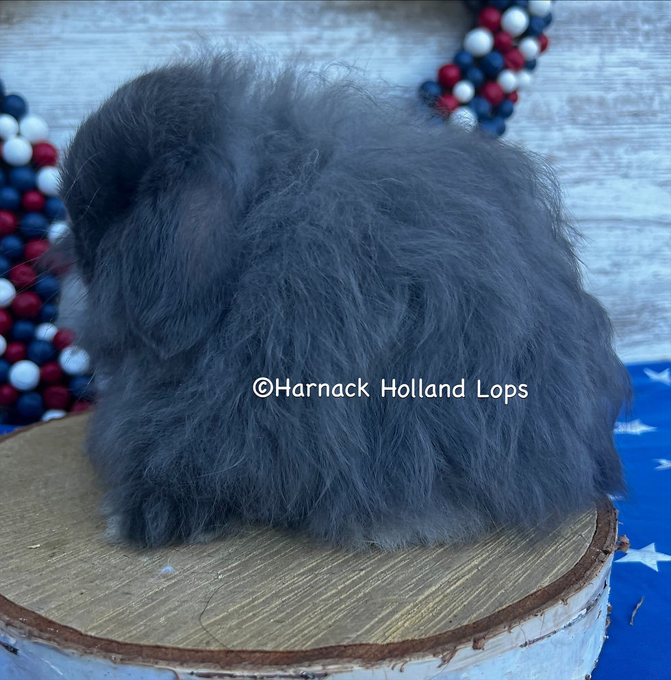 Thumbnail: Fuzzy Holland Lop Blue Male $200