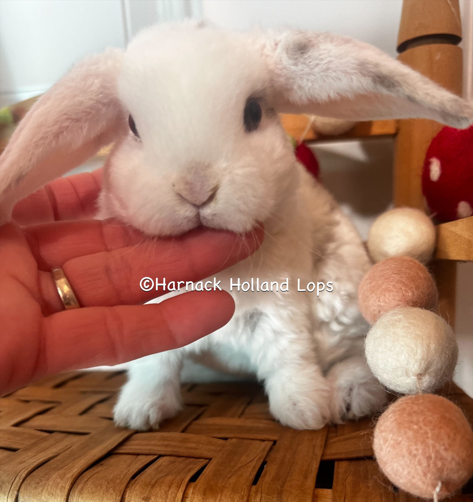 Mini Plush Lop Broken Chocolate Magpie Male $250