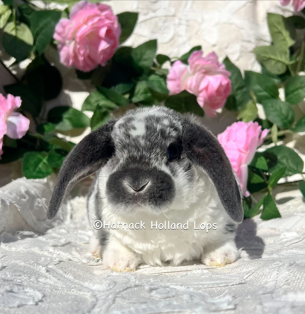 Thumbnail: European Mini Plush Lop Broken Blue Silver Marten Male $250