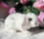 Thumbnail: European Broken Black Magpie Mini Plush Lop Male $250